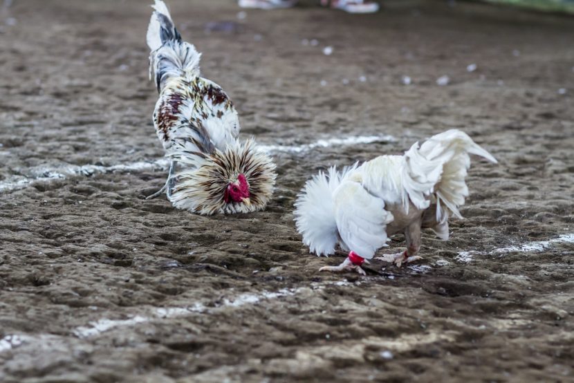 Taruhan di Dalam Game Sabung Ayam