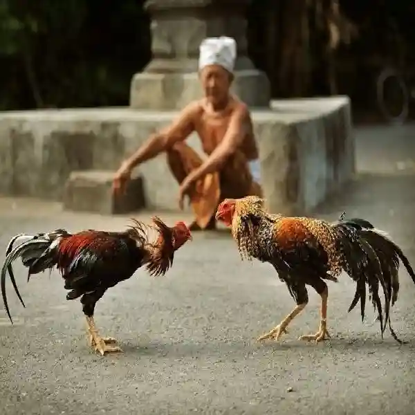 Fakta Menarik Tentang Tajen Online di Indonesia