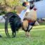 Mengenal Ayam Filipina