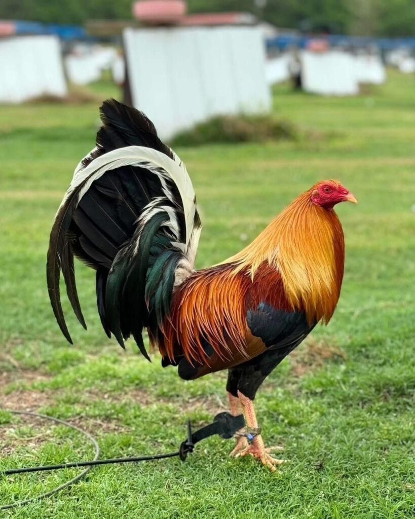 Philippine Gamefowl Texas