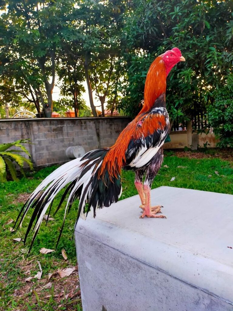 Keunggulan Ayam Bangkok