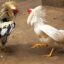 Ayam laga