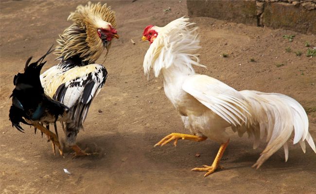 Ayam laga