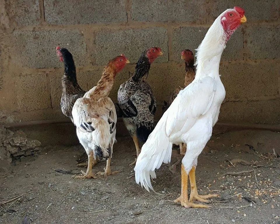 Anak Ayam