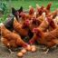 Ayam petelur