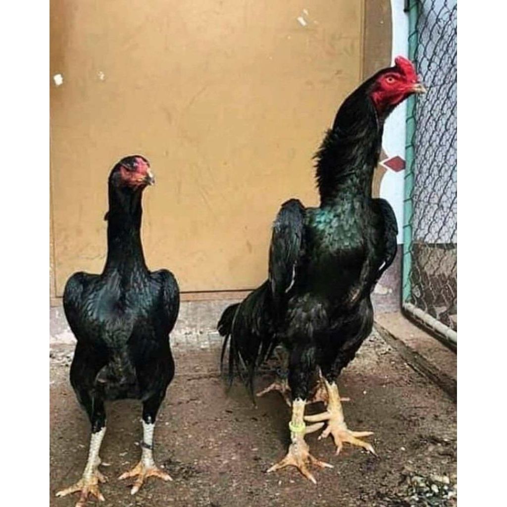Ayam Shamo