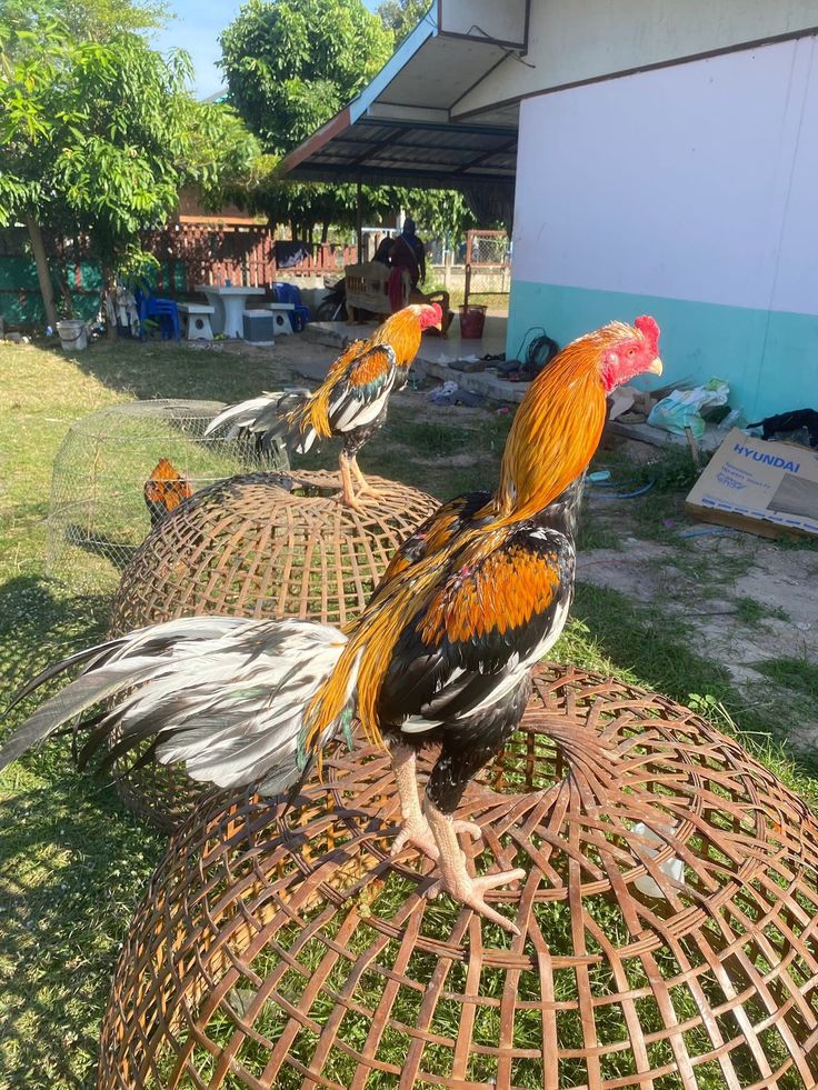 Tips Menjaga Daya Tahan Tubuh Ayam Sebelum Bermain
