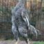 Ayam shamo