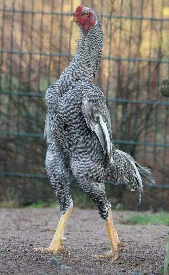 Ayam shamo