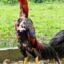 Ayam Shamo original