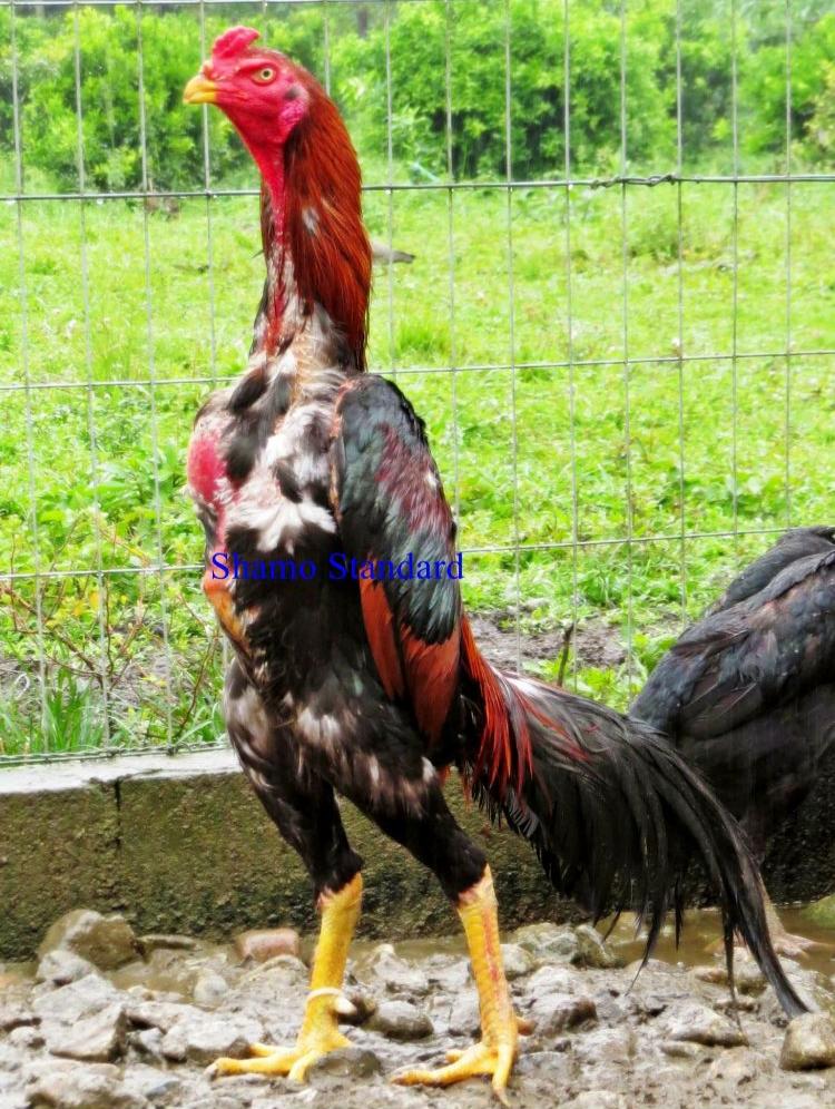 Ayam Shamo original