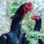 Ayam Shamo