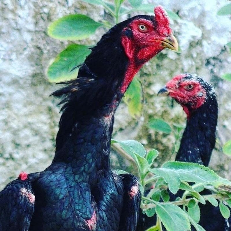 Ayam Shamo